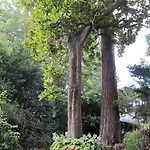 Sequoia Garden Frühstückspension